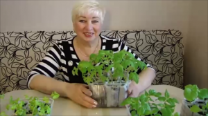 УХОД  ЗА  РАССАДОЙ.