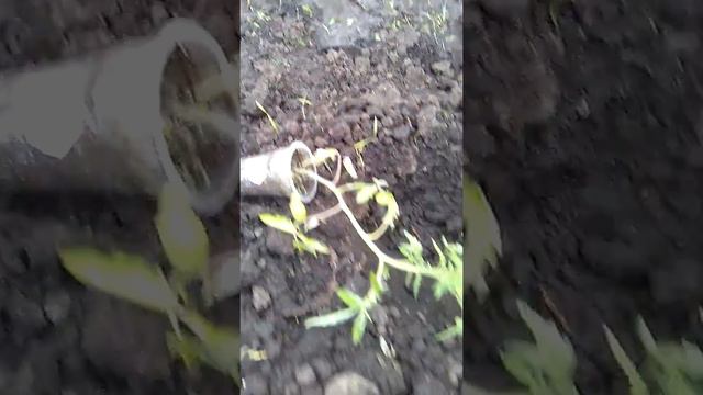 Помидоры Посадка 02.06.2018 смотреть онлайн