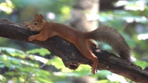 Белка отдыхает на ветке. Свесила лапки