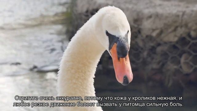 Стригут ли декоративных кроликов? смотреть онлайн