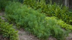 Как получить хорошие всходы укропа и петрушки - Почему укроп не взошел?