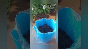 Посадка флоксов из магазина