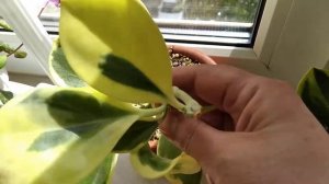 Hoya pachyclada variegata. Хойя пачиклада (пахиклада) вариегата.