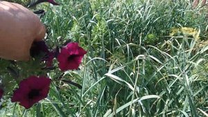 Как собрать семена с петунии.