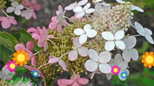 Гортензия метельчатая. Краткий обзор, описание характеристик hydrangea paniculata big ben