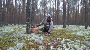 Я ВОВРЕМЯ, ОНИ ТОЛЬКО ПОПЁРЛИ, В ЦАРСТВО БЕЛЫХ ГРИБОВ! КАК НАЙТИ БОРОВИКА? ГРИБНОЙ СЕЗОН 2024!