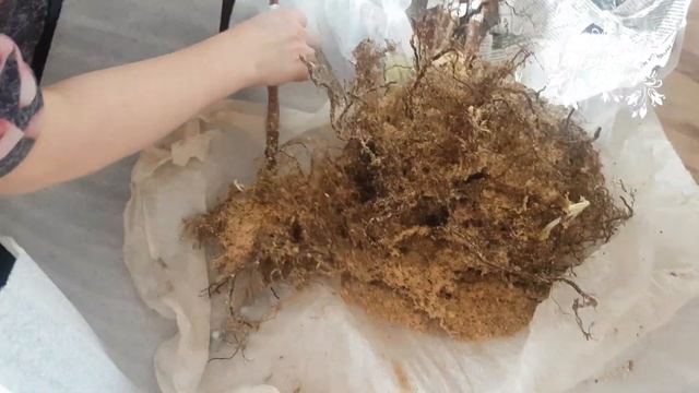 Новая посылка от Людмилы Авиной! Саженцы малины!
