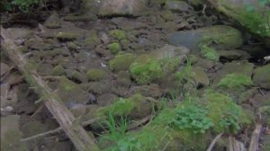 53 серия Тайга Сплав по реке Лендаха ручей напротив ручья Каменный течет под камнями только слышно ж