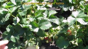 Среднеспелый сорт Полка с карамельным вкусом