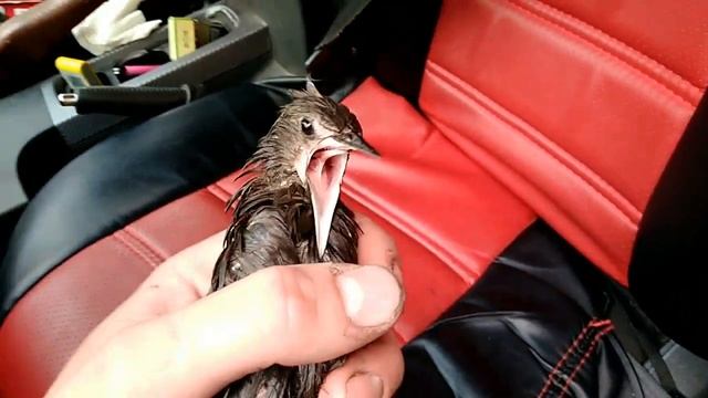 Крик дрозда рябинника смотреть онлайн