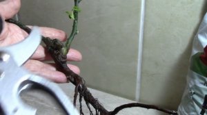 Роза в Коробке из "Пятерочки".  С чего начать?