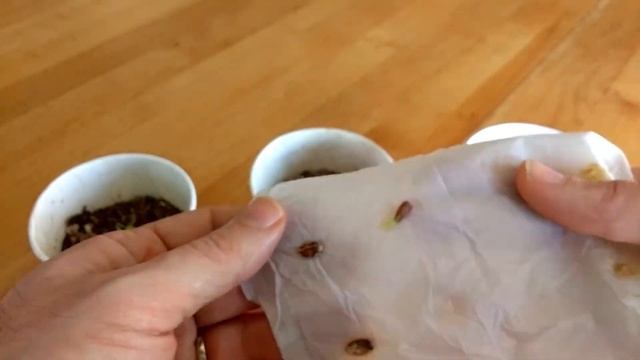 How to grow lemon trees from seed - Everything you need to know (Applies to all citrus seeds) смотреть онлайн