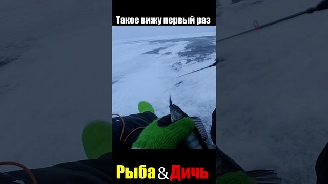 Жадный окунь с мальком смотреть онлайн