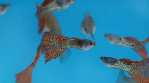 гуппи черноголовая филигрань красная