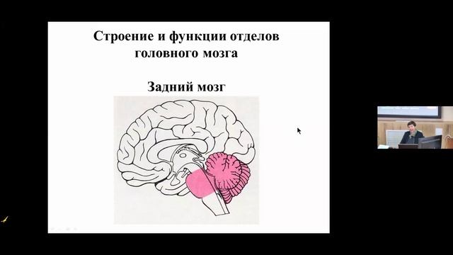 T18 Dr. Natalia Pasikova Structural elements of the nervous system Pt.2 IHNA/iBrain
