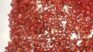 Как посушить бруснику в духовке. От живых ягод до результата.