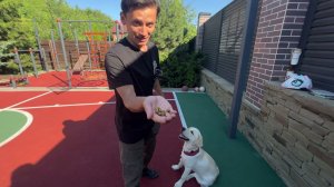 СИДЕТЬ ЛЕЖАТЬ СТОЯТЬ! Учим команды быстро и четко!