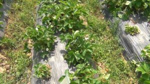 ЭКСПЕРИМЕНТ ПРОДОЛЖАЕТСЯ! НАТУРАМИН - WSP НА КЛУБНИКЕ! ВСЕГО НЕДЕЛЯ ДО СБОРОВ!