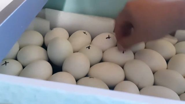 Секреты Инкубации УТКИ l ИНКУБАТОР МАТРИЦА