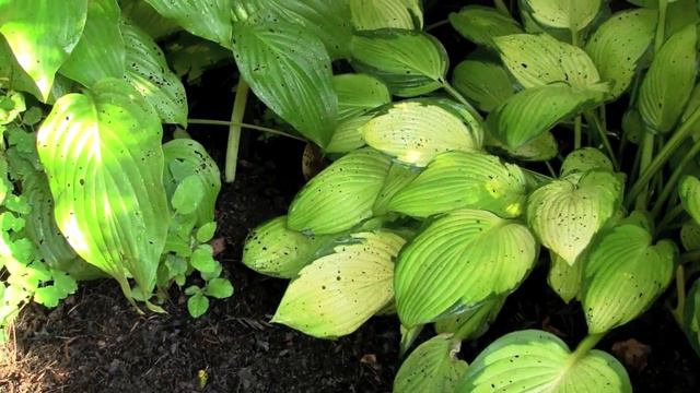 Surprise Lilies смотреть онлайн