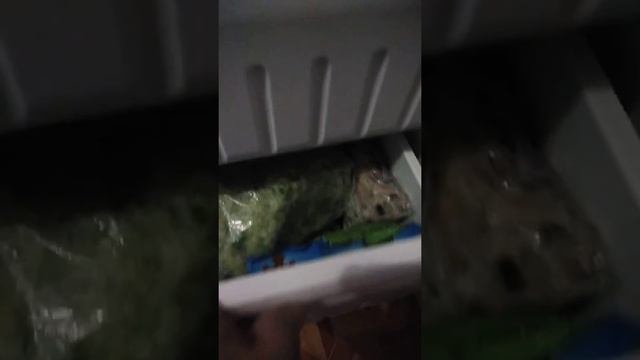 32. Нашли причину отсутствия электричества. Прогрела проводка в стене. Клеммы Ваго. #клеммываго смотреть онлайн