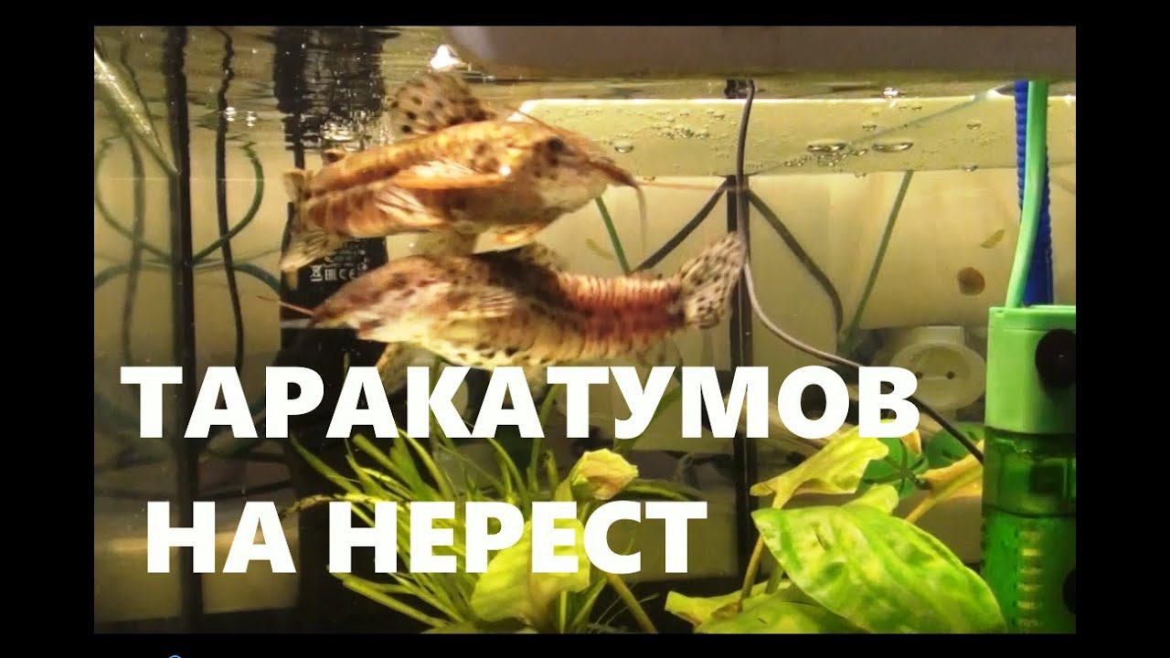 Нерестовик для сомов таракатумов. Садим таракатумов на нерест!