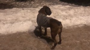 Больше не позволю Тайсону побежать за собакой!