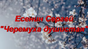 Стихотворение "Черемуха душистая" Сергей Есенин