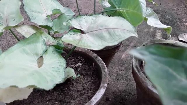 care of singonium plant in hindi/urdu смотреть онлайн