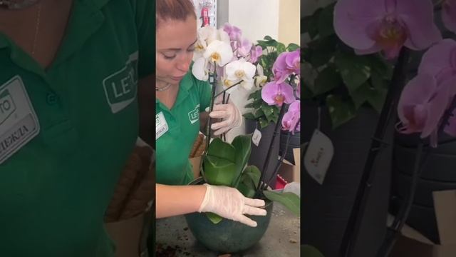 Красивая композиция из орхидей смотреть онлайн