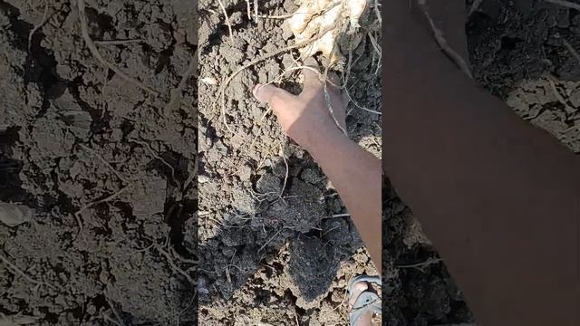 ginger harvesting смотреть онлайн