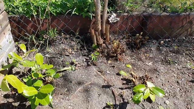 Весенние работы,на даче.Всех с праздником???? смотреть онлайн