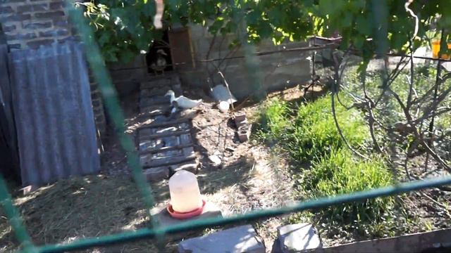 выращивание индо утки в домашних условиях, полезные советы! смотреть онлайн