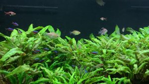 Congo Tetras in Planted 155 Gallon Aquarium