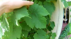 Неприхотливый столовый сорт для ленивых виноградарей -  Саратовский ранний