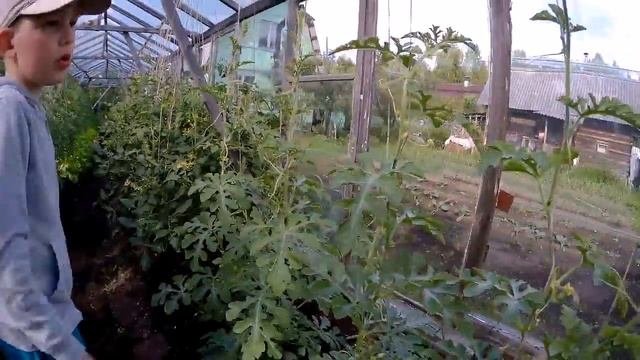 Что можно выращивать в теплице