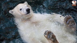 Ein Eisbär verfolgte einen Mann in einem Boot  Was dann geschah, ist verblüffend!