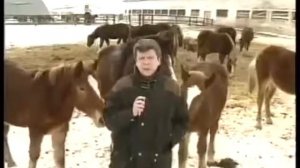 лошади пристали к репортёру