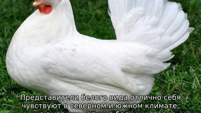 Куры Леггорн