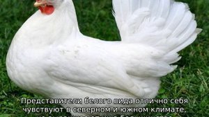 Куры Леггорн