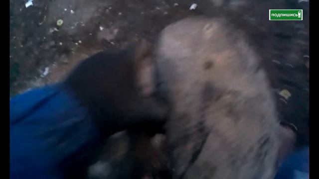 ПОХОД НА СВАЛКУ МЕТАЛЛОЛОМА #8 ПОИСК И НАХОДКИ Запчастей на RETRO МОТОЦИКЛЫ смотреть онлайн