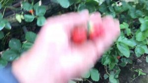 41/20Обзор нового сорта клубники НАНДИ 2020. Проверка клубники на Brix%.