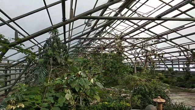 Центральный Сибирский ботанический сад г. Новосибирск смотреть онлайн