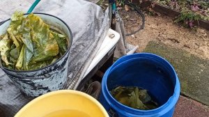 квашение капустных листьев для кур