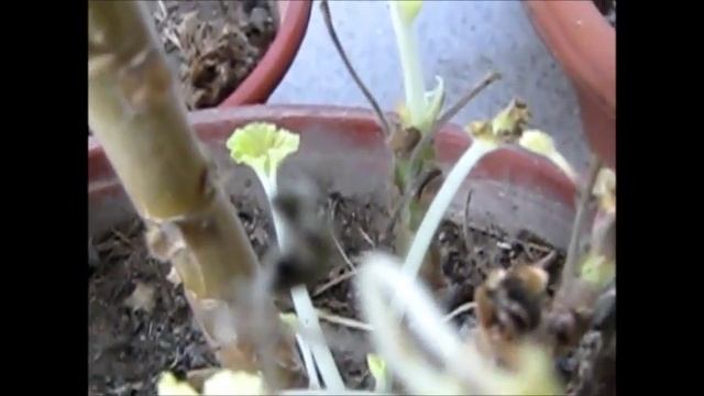 Пеларгонии после зимовки в погребе Делаем ревизию смотреть онлайн