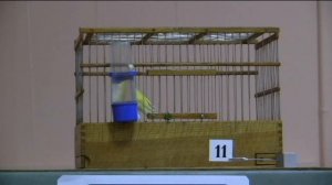 VІІ-й чемпионат канареек овсяночного напева "Лучший кенар-солист 2017"