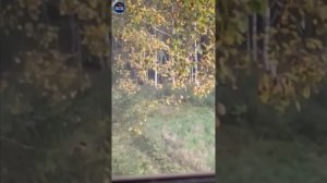 Два МЕДВЕДЯ за РАЗ. ДВУСТВОЛКА в деле