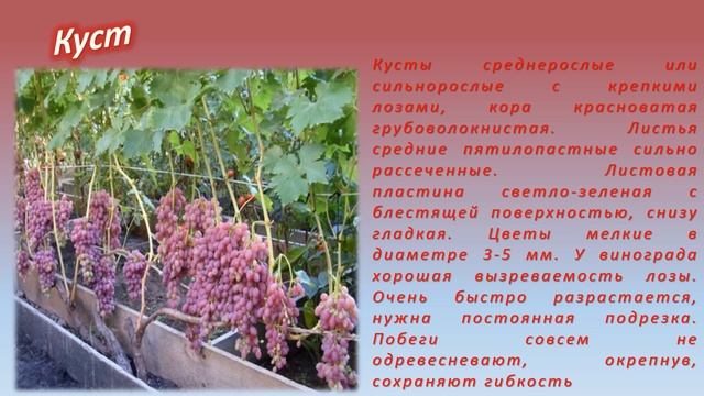 Сорт винограда кишмиш Лучистый