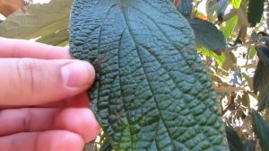 Калина морщинисто-листная/Kalina vrascitolista/ Калина Пражская