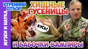 Хищные гусеницы и бабочки-вампиры. Тимофей Левченко